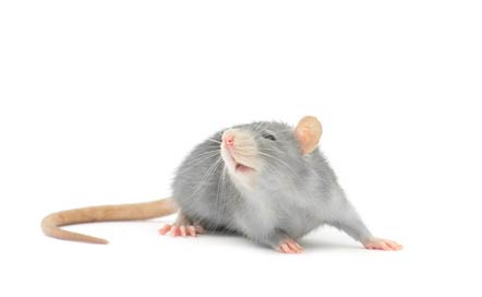 Annonces de Rat